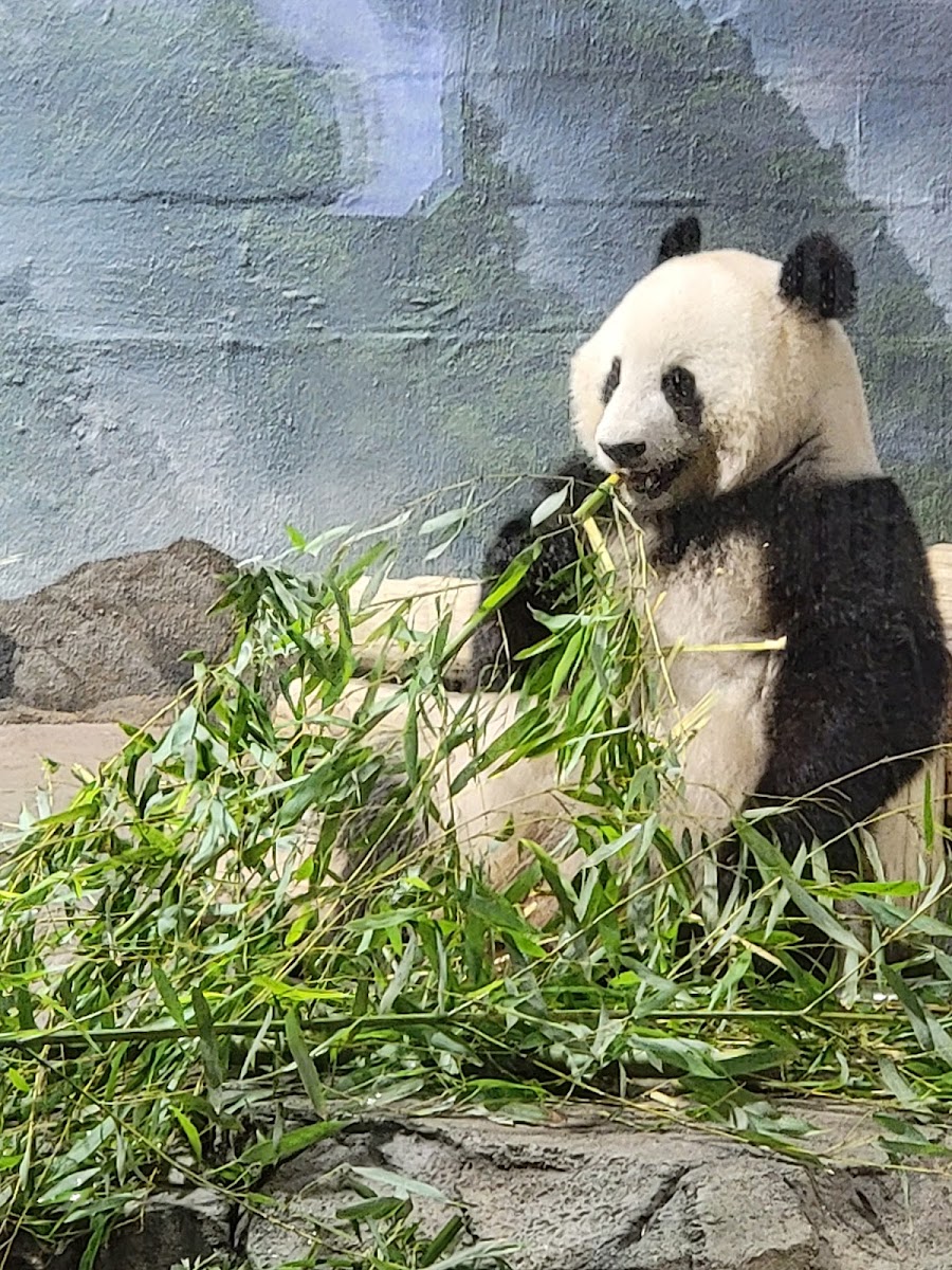 Panda Overlook Cafe Photos 2